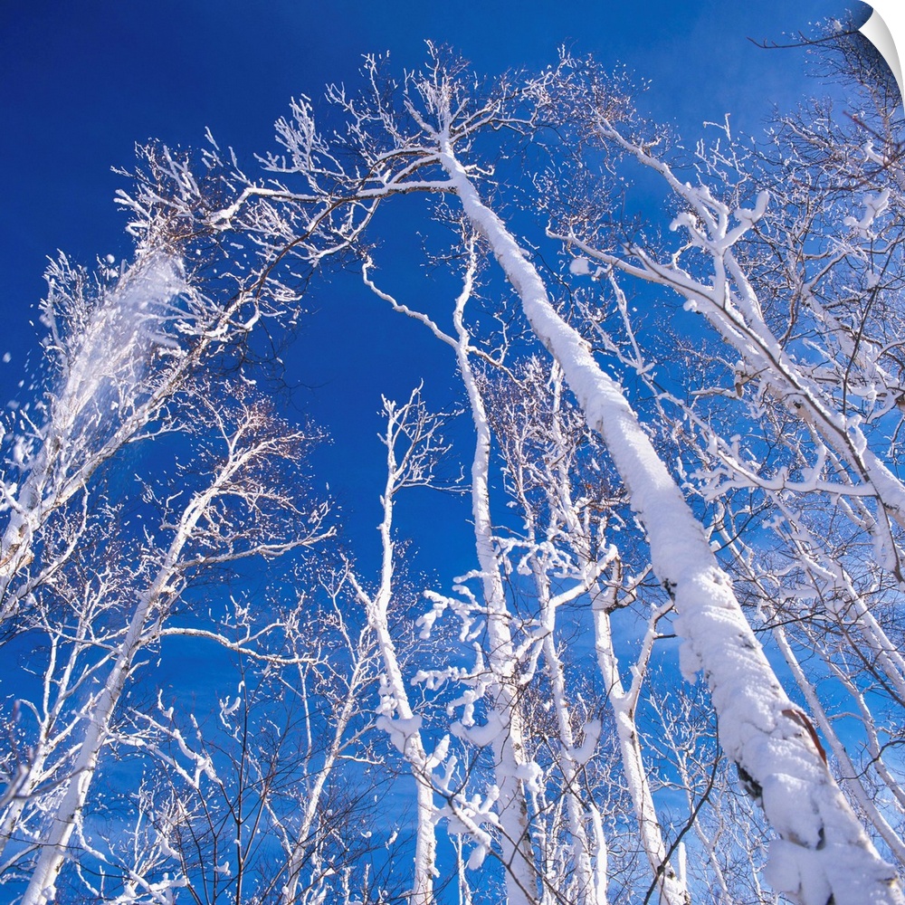 Quebec, Canada, January 20, 2003. Frost covered trees in winter..Photo:Alberto Biscaro