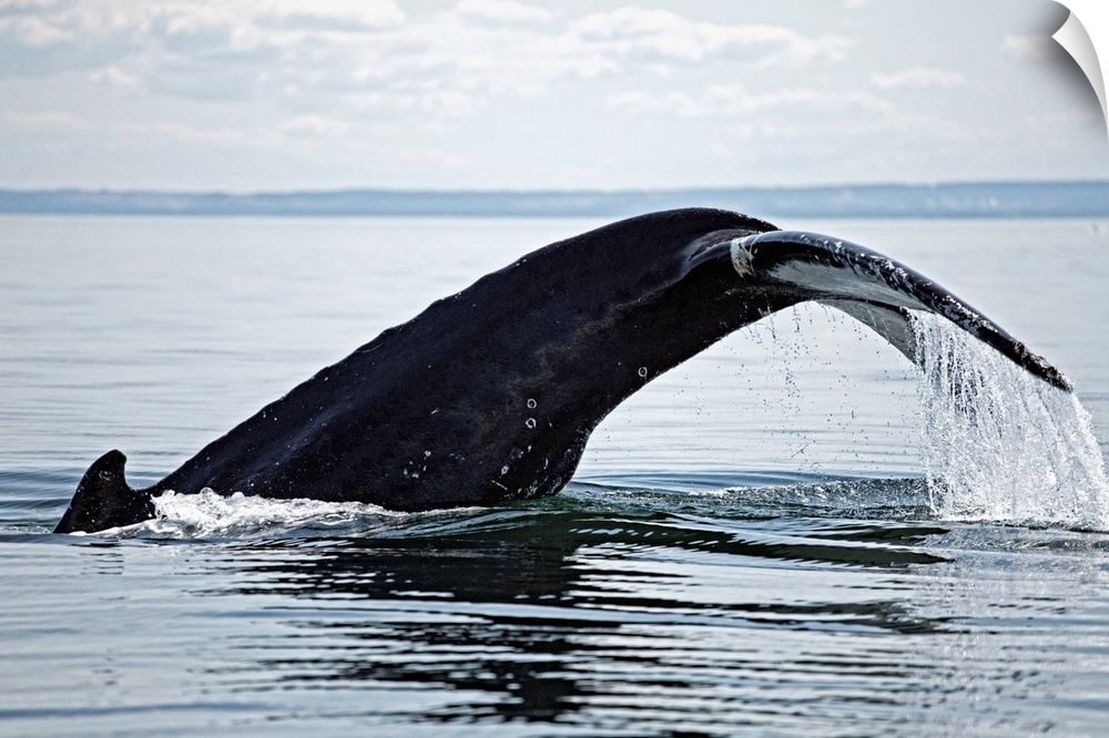 Canada, Qu..bec, Gasp..sie, Gasp.. Peninsula, Saguenay Fjord, Tadoussac, Humpback whale (Megaptera novaeangliae)
