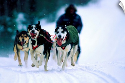 Canada, Quebec, Sled dogs