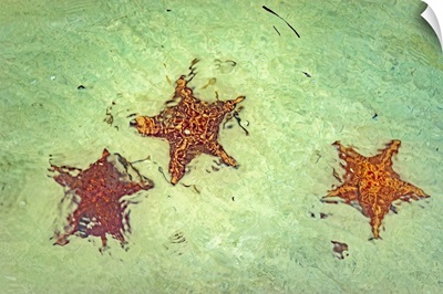 Cayman Islands, Grand Cayman, Starfish Point