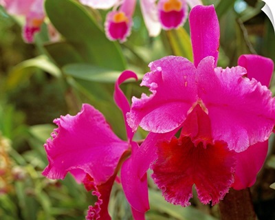 Central America, Costa Rica, Orchid (rothschildiana)