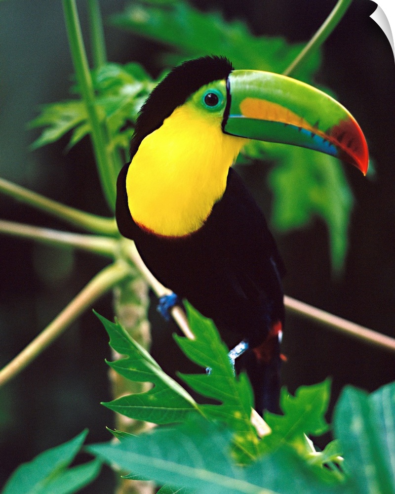 Tukan (Ramphastos toco), Costa Rica