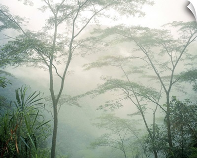 Central America, Costa Rica, Tropics, Rainforest