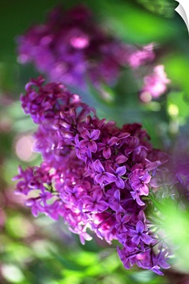 Chinese lilac (Syringa Chinensis)