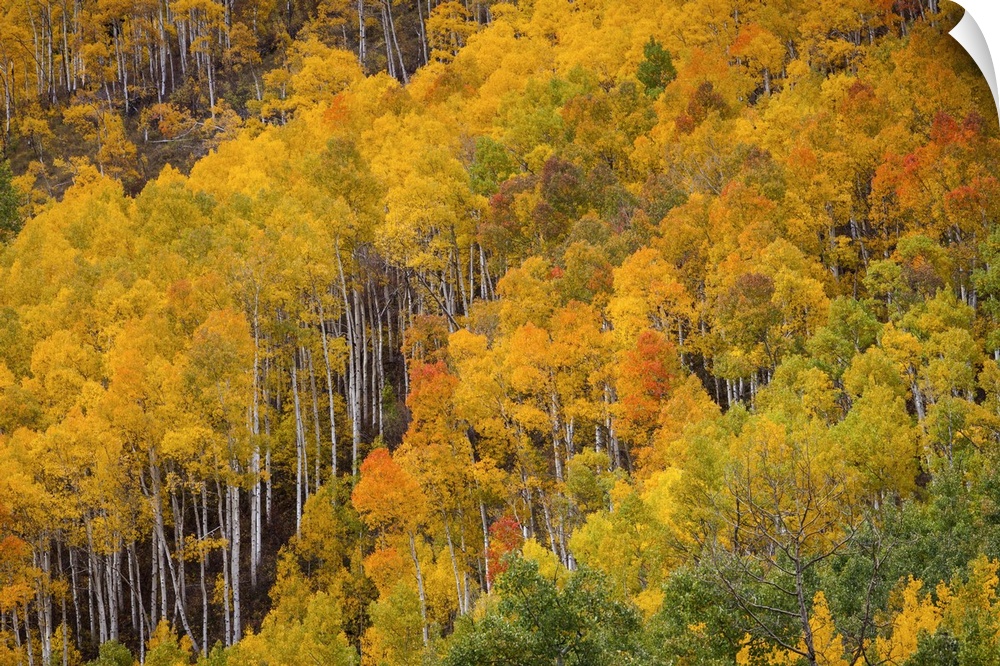 USA, Colorado, Birch trees in fall colors, near Aspen.