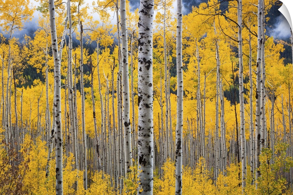 USA, Colorado, Birch trees in fall colors, near Aspen.