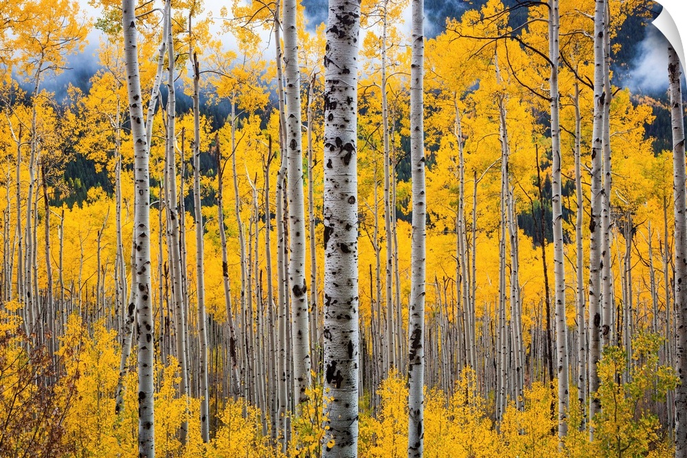 USA, Colorado, Rocky Mountains, Silver birch trees.