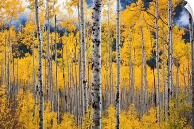 Colorado, Rocky Mountains, Silver birch trees