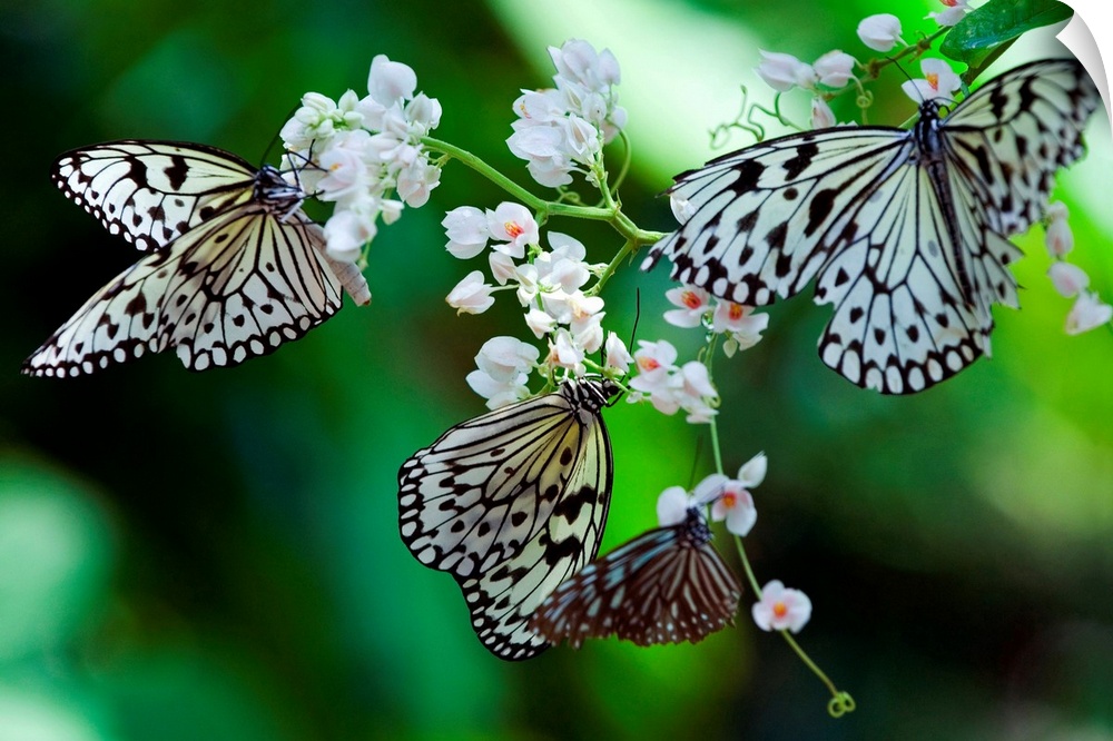 Malaysia, Penang, Penang, Common Tree Nymph (Idea stolli logani) butterfly