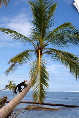 Costa Rica, Limon, Tropics, Cahuita National Park, Capuchin monkey in palm tree