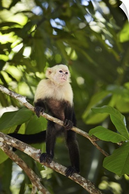 Costa Rica, Puntarenas, Manuel Antonio National Park, Manuel Antonio, Capuchin monkey