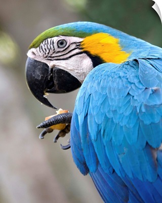 Costa Rica, Tropics, Macaw
