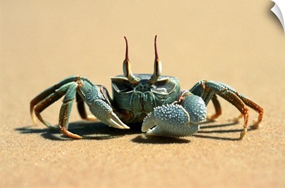 Crab, Benguerra Island, Ghost Crab (Ocypode Cerathopthalma)