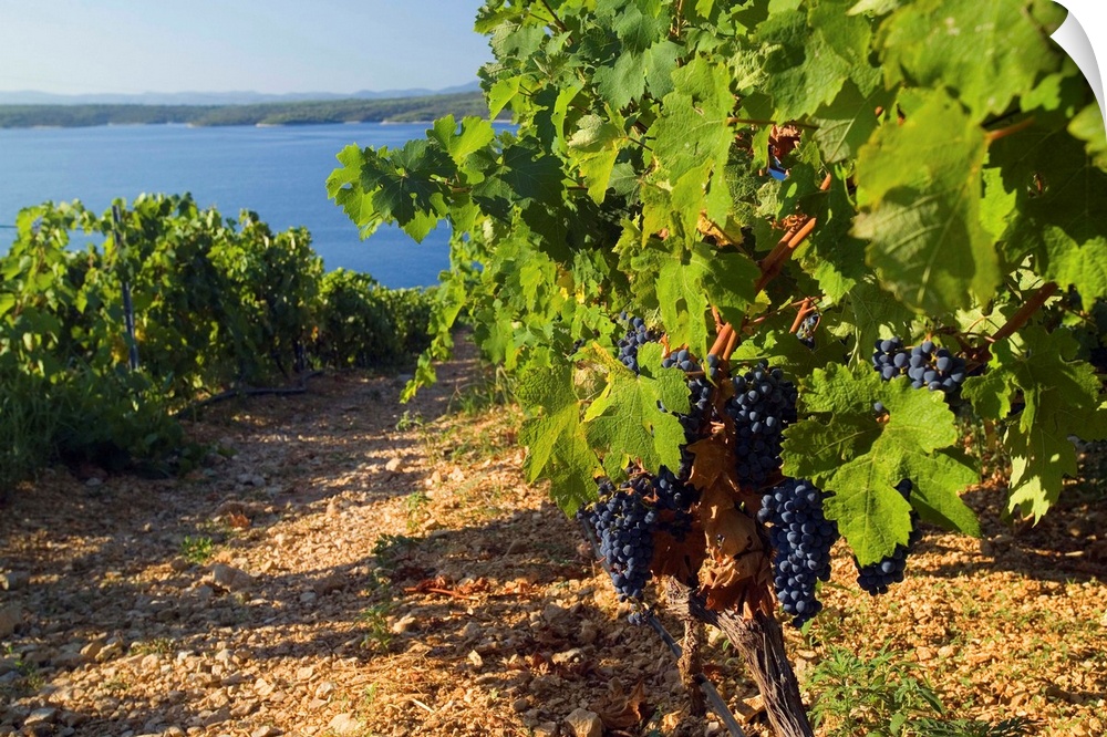 Croatia, Hrvatska, Croatia, Dalmatia, Dalmacija, Hvar island, Plavac Mali grapes at Zavala, near Sveta Nedjelja