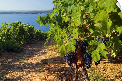 Croatia, Dalmatia, Hvar island, Plavac Mali grapes at Zavala, near Sveta Nedjelja