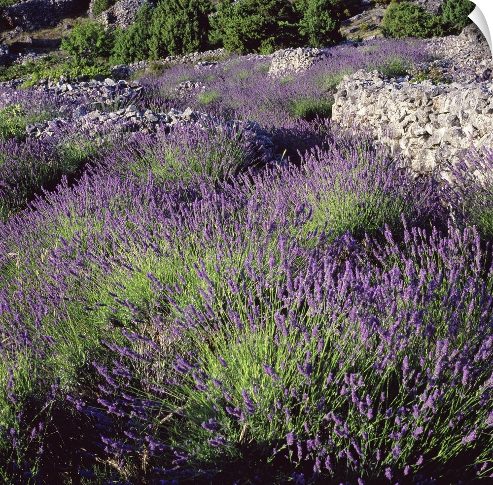 Croatia, Dalmatia, Hvar island, Typical lavender fields