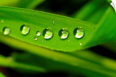 Dew drop on a leaf