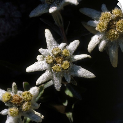 Edelweiss (Leontopodium Alpinum)