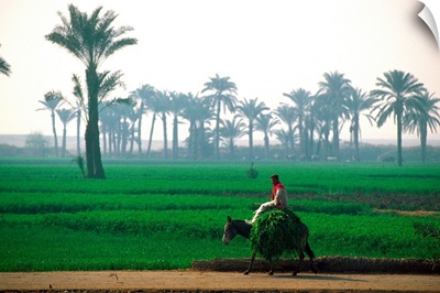 Egypt, North Africa, Man riding on donkey