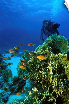Egypt, Red Sea, Scuba diving