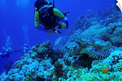 Egypt, Red Sea, Sharm el Sheikh, Turtle