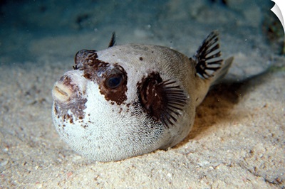 Egypt, Red Sea, Starry Puffer fish