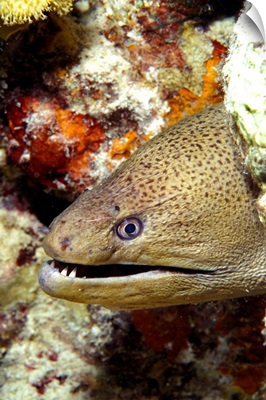 Egypt, Red Sea, Tropical moray in coral