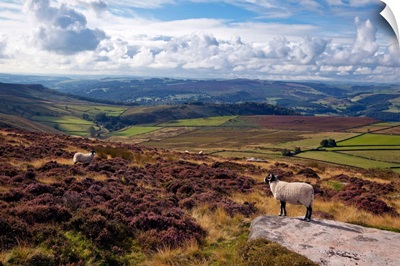 England, West Yorkshire, Sheep standing amongst the rocks & heather in the Peak District