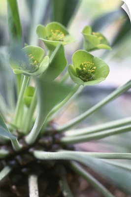 Euphorbia segueriana