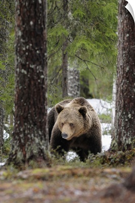 Finland, Lappi, Scandinavia, Kuusamo, Brown bear  in the Finnish taiga in search of food