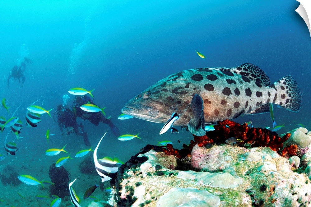 Fish, Watamu, Malindi marine natural park, tropical fish