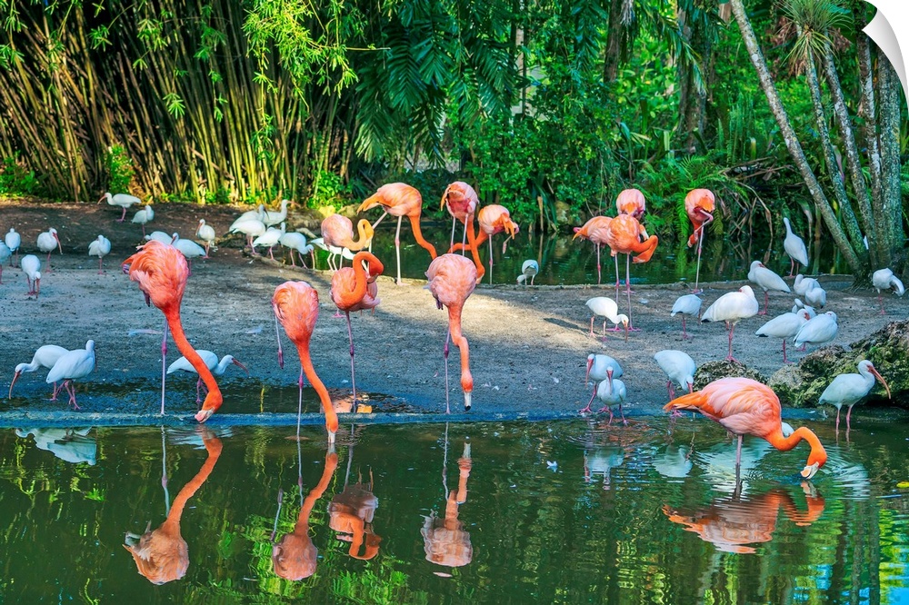 Florida, Davie, Flamingo Gardens (west of Fort Lauderdale).