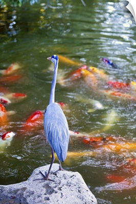 Florida, Delray Beach, Morikami Japanese Gardens, Blue Heron at Koi Pond