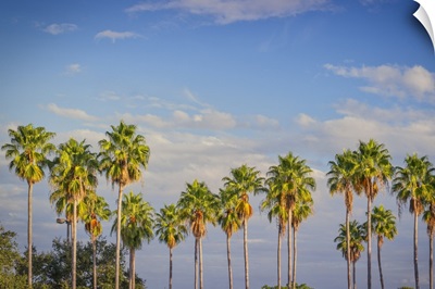 Florida, South Florida, Miami, Palm Trees