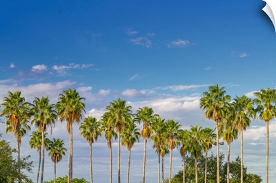 Florida, South Florida, Miami, Palm Trees