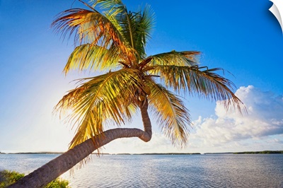 Florida, South Florida, The Keys, Islamorada, Leaning Palm Tree