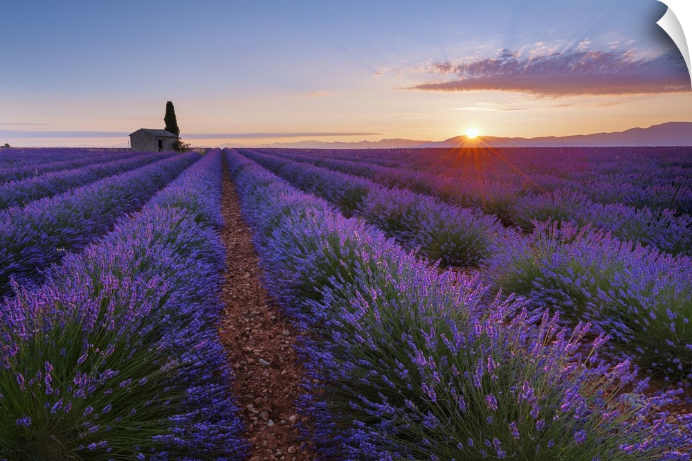 France, Provence-Alpes-Cote d'Azur, Valensole, Provence, Vaucluse, Alpes-de-Haute-Provence, House with cypress in lavender...