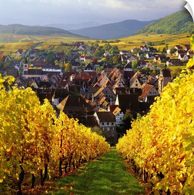 France, Alsace, Riquewihr, Vineyard