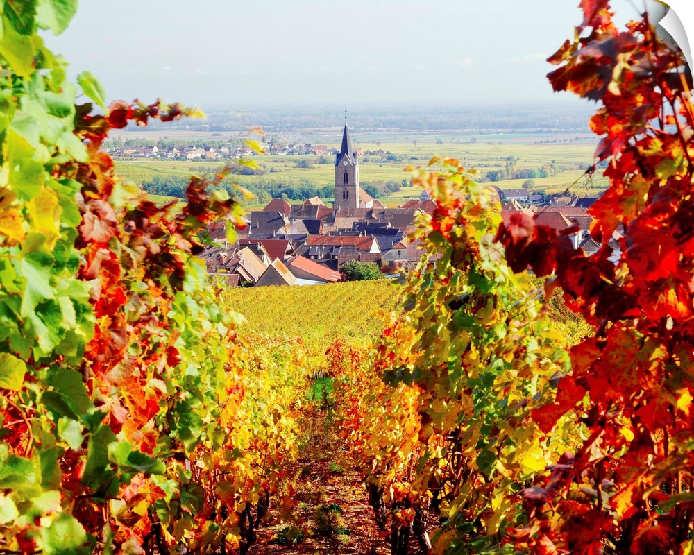 France, Alsace, Vineyards and Rodern village
