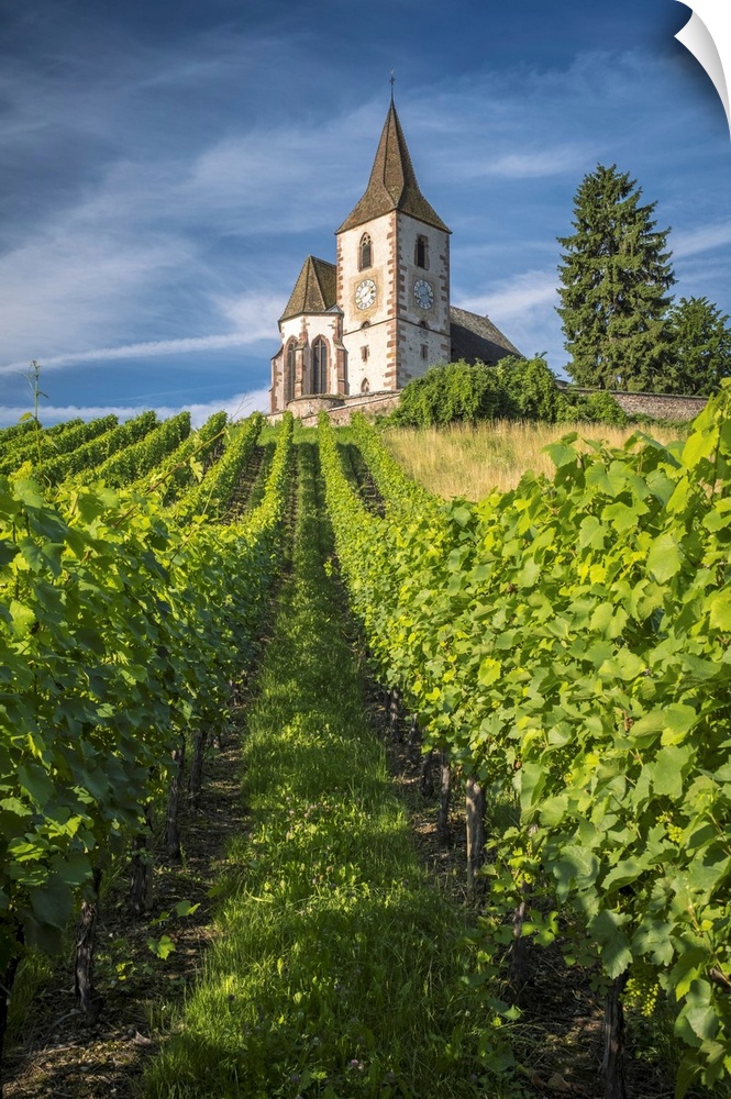 France, Grand Est, Haut-Rhin, Alsatian Wine Route, Route des Vins d'Alsace, Hunawihr, A view up through a vineyard to the ...