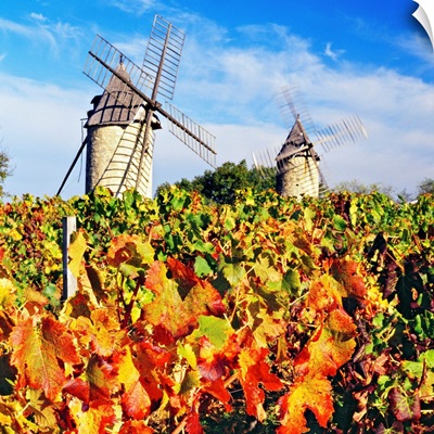 France, Aquitaine, Saint-Emilion, Gironde, Bordeaux region, Chateau Calon vineyard