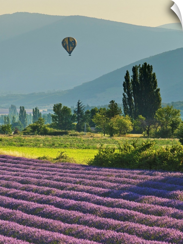 France, Provence-Alpes-Cote d'Azur, Provence, Banon, Hot air balloon flying at sunset over lavender fields near Valensole.