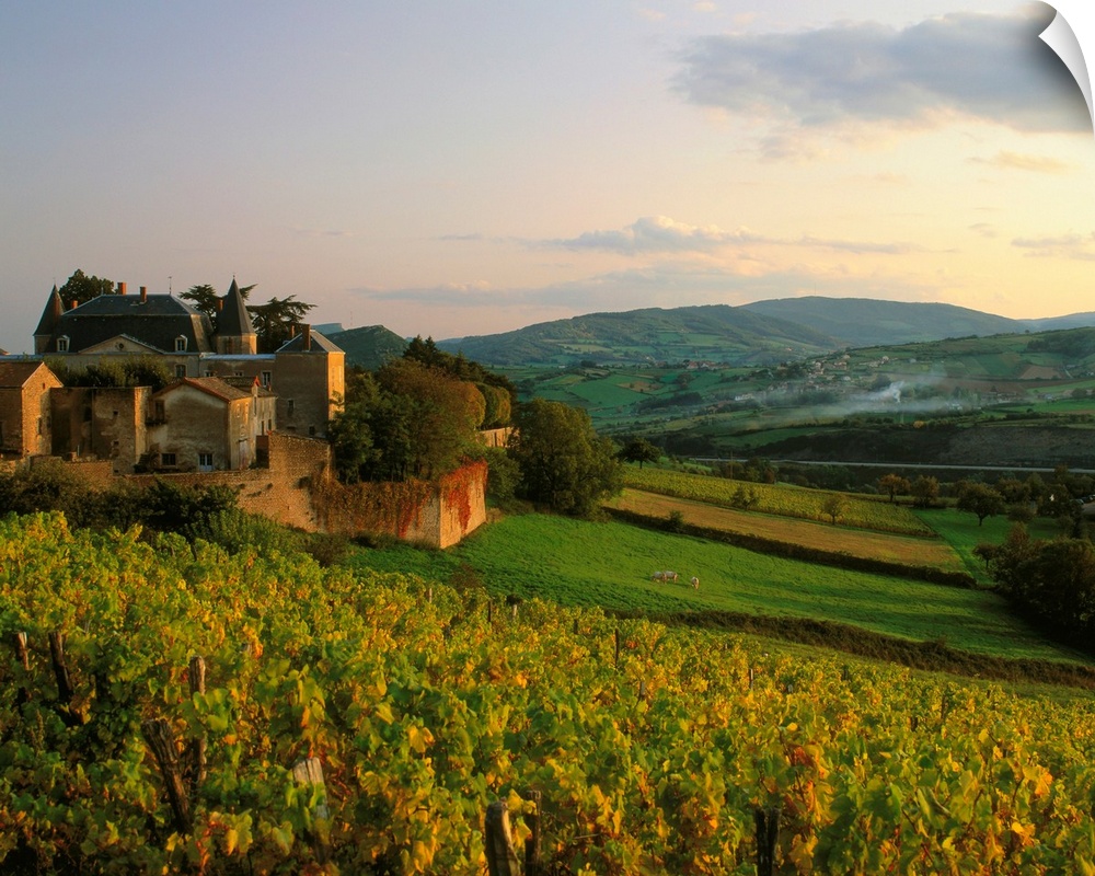 France, Bourgogne, Berze-la-Ville, vineyard