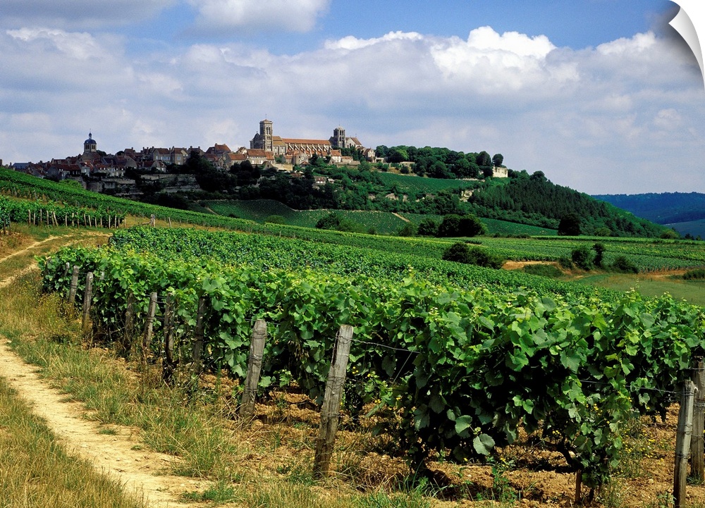Vigneti in Borgogna vicino a Vezelay (sullo sfondo). Il borgo medievale, sito dell'Unesco, . dominato dall'imponente basil...