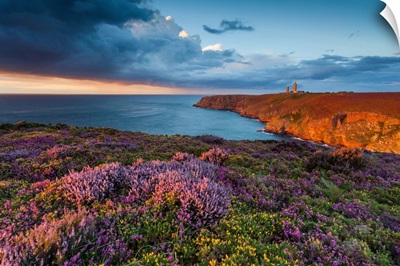 France, Brittany, Blooms Of Heather And Gorse Wild At Sunset On The Cliffs