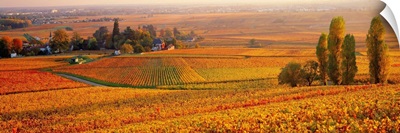 France, Burgundy, Aloxe Corton, Vineyards