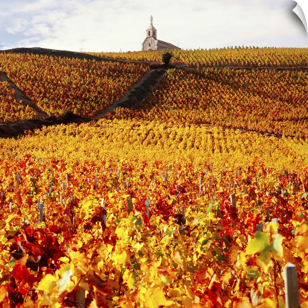 France, Burgundy, Bourgogne, Vineyards near Fleurie village