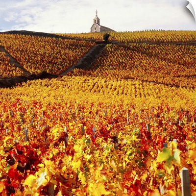 France, Burgundy, Vineyards near Fleurie village