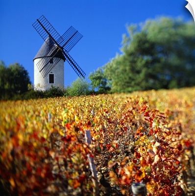 France, Burgundy, Vineyards near Moulin a Vent village