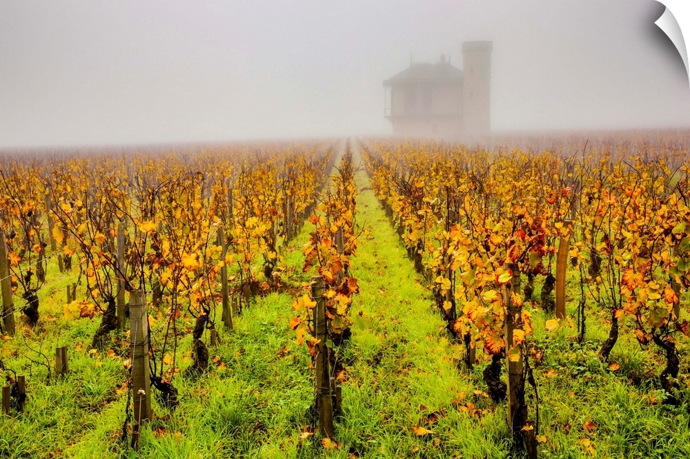 France, Burgundy, Vougeot, Chateau Clos de Vougeot vineyard.